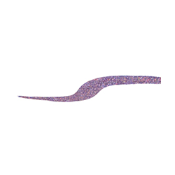 004P 아메시스트 나잇