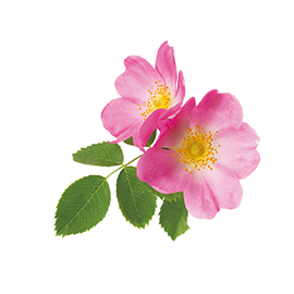 Organic wild rose extract