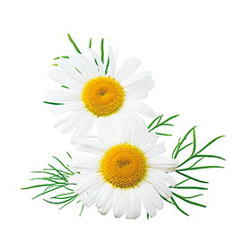 Organic chamomile extract