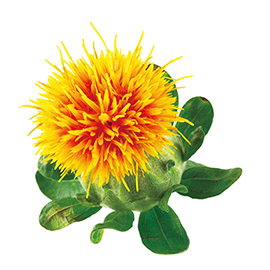Organic safflower oil