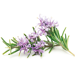 Organic rosemary extract